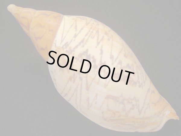 画像2: マボロシメロン　タイトパターン　死殻だけど美品 (2)