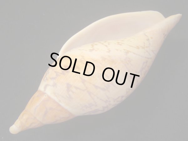 画像3: マボロシメロン　タイトパターン　死殻だけど美品 (3)