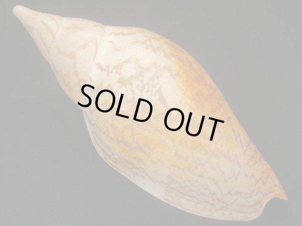 画像2: マボロシメロン タイトパターン 死殻だけど大 (2)