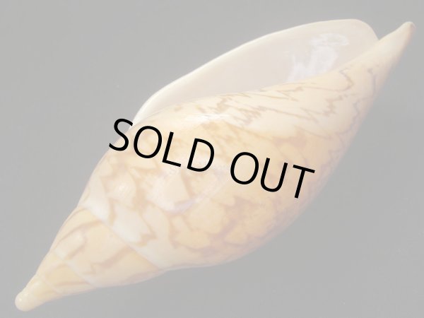 画像3: マボロシメロン タイトパターン 死殻だけど大 (3)