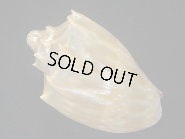 画像2: ウグイスミユキコオロギ 美品 (2)