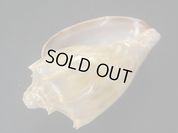 画像3: ウグイスミユキコオロギ 美品 (3)