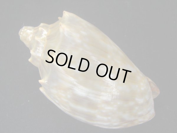 画像2: ウグイスミユキコオロギ 美品 (2)