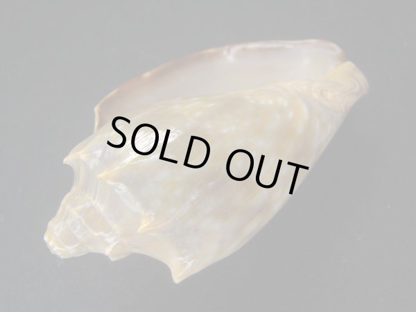 画像3: ウグイスミユキコオロギ 美品 (3)