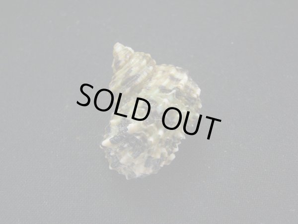 画像2: ヒダトリサザエ (2)