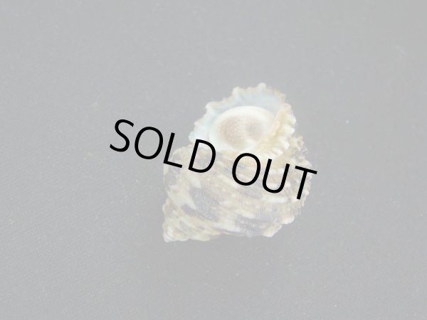 画像3: ヒダトリサザエ (3)