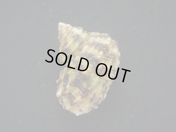 画像2: ヒダトリサザエ (2)