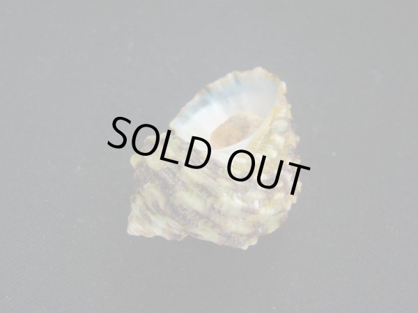 画像3: ヒダトリサザエ (3)