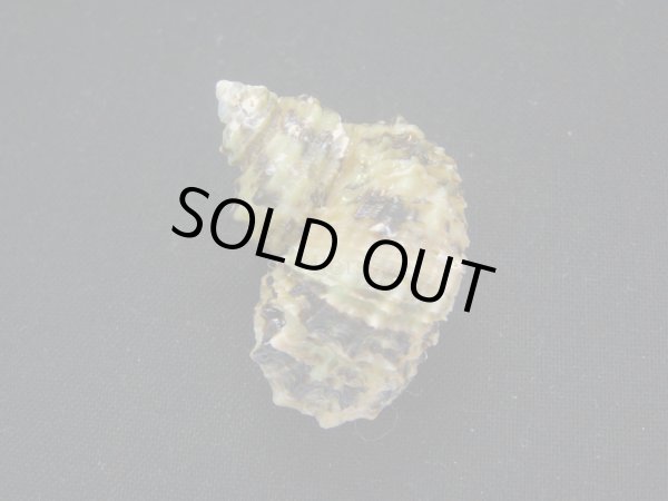 画像2: ヒダトリサザエ (2)