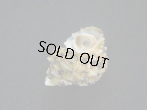 画像3: ヒダトリサザエ (3)