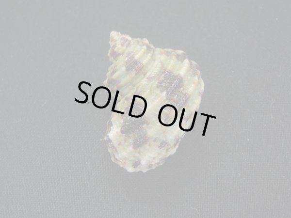 画像2: ヒダトリサザエ (2)