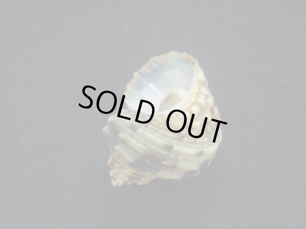 画像3: ヒダトリサザエ (3)