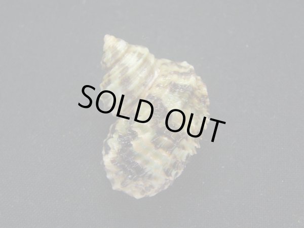 画像2: ヒダトリサザエ (2)