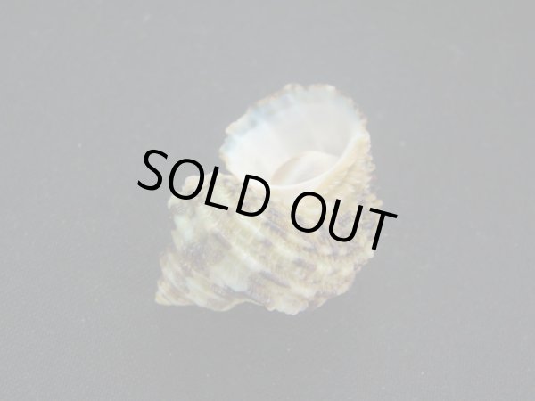 画像3: ヒダトリサザエ (3)