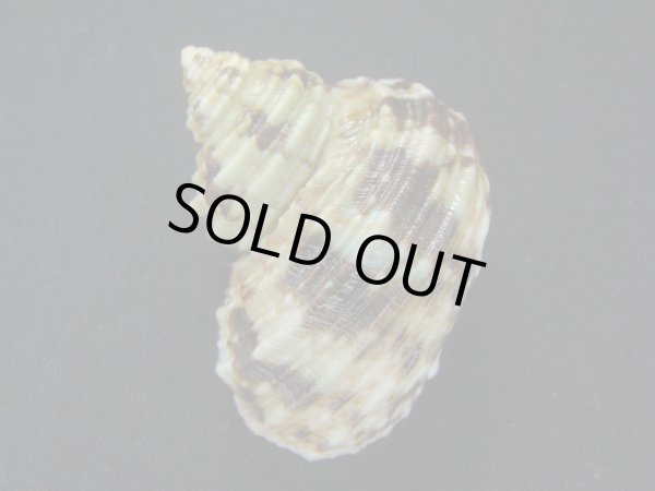 画像2: オオコシタカサザエ 大 (2)