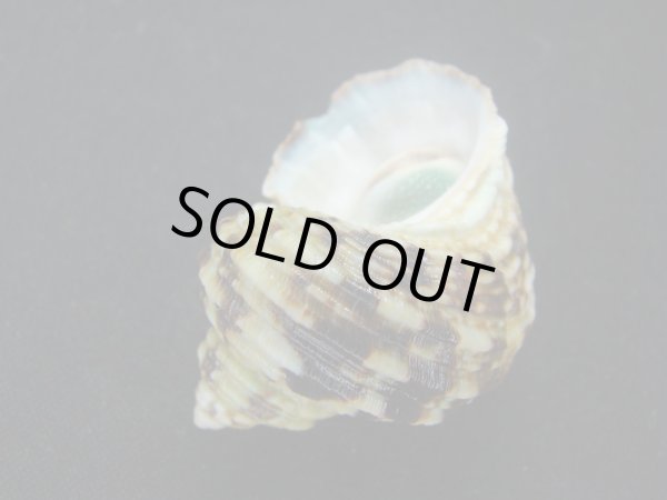 画像3: オオコシタカサザエ 大 (3)