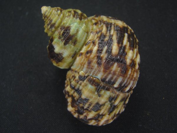 画像2: オオコシタカサザエ 特大 (2)