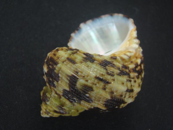 画像3: オオコシタカサザエ 特大 (3)