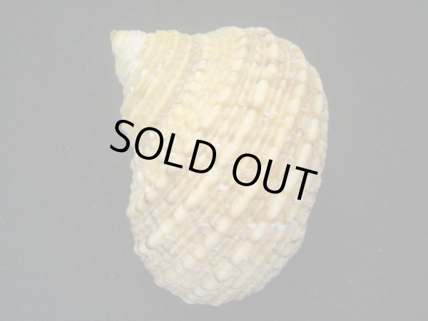 画像2: サメフタサザエ イエロー (2)