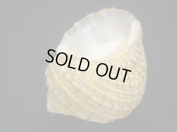 画像3: サメフタサザエ イエロー (3)