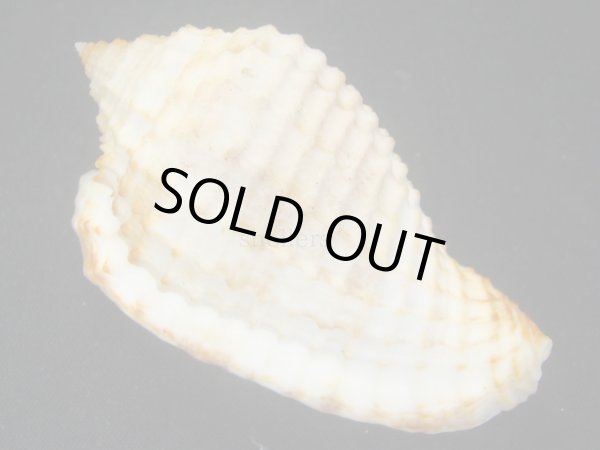 画像2: ゴウシュウアラオニムシロ　大 (2)