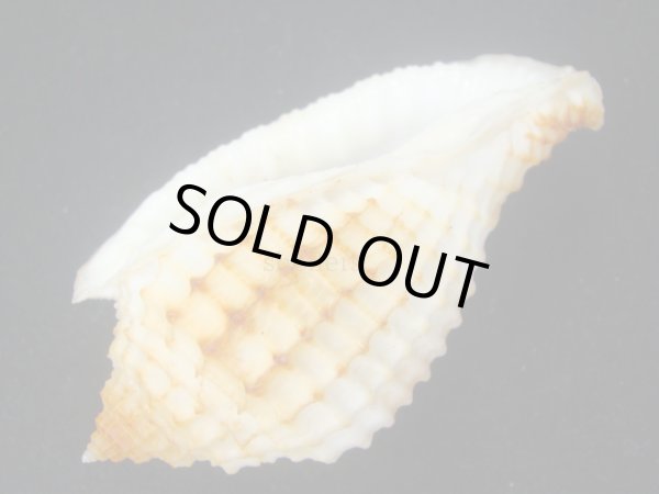 画像3: ゴウシュウアラオニムシロ　大 (3)