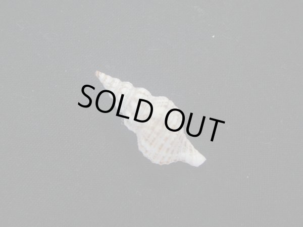 画像2: ヒメチトセボラ (2)