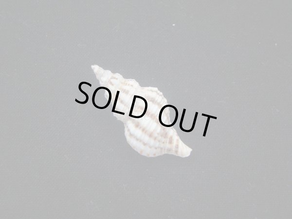 画像2: ヒメチトセボラ (2)