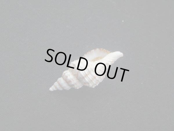 画像3: ヒメチトセボラ (3)