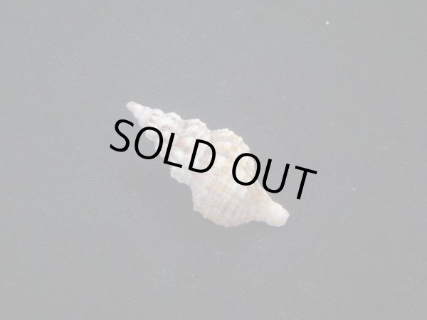 画像2: ヒメチトセボラ (2)