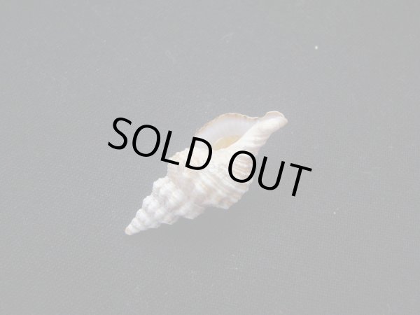 画像3: ヒメチトセボラ (3)