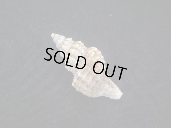 画像2: ヒメチトセボラ 大 特老成 (2)