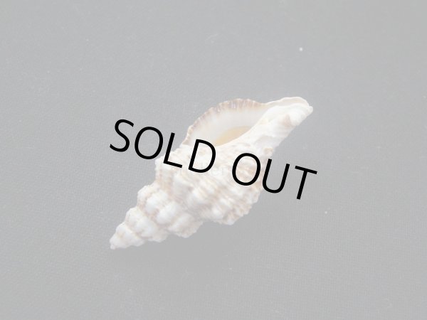 画像3: ヒメチトセボラ 大 特老成 (3)