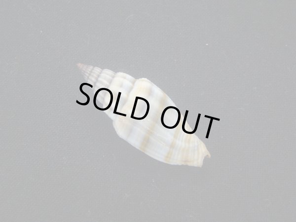 画像2: ジュークスミノムシ (2)