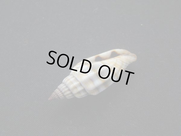 画像3: ジュークスミノムシ (3)