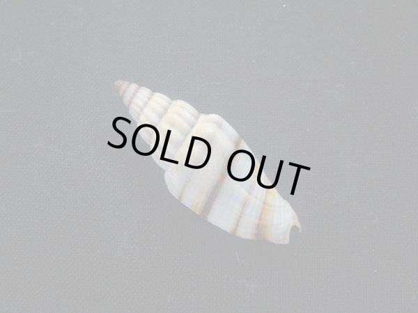 画像2: ジュークスミノムシ (2)