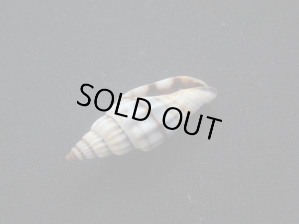 画像3: ジュークスミノムシ (3)