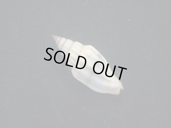 画像2: ジュークスミノムシ (2)