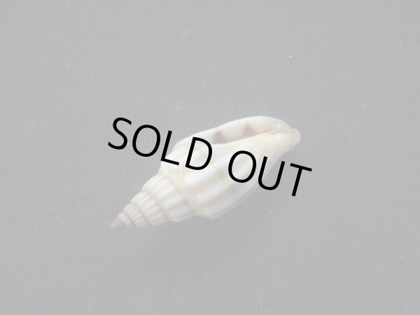 画像3: ジュークスミノムシ (3)