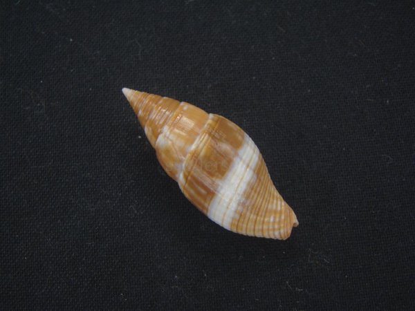 画像2: ウズラフデ  美品 (2)