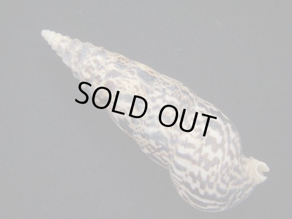 画像2: ゴウシュウツノブエガイ 大 老成 (2)