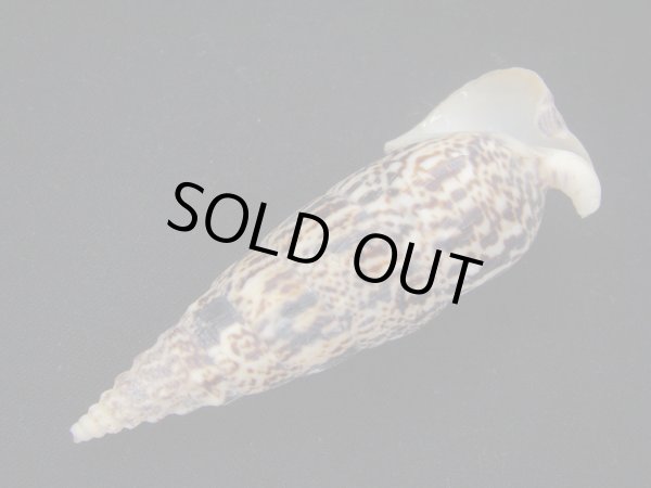 画像3: ゴウシュウツノブエガイ 大 老成 (3)