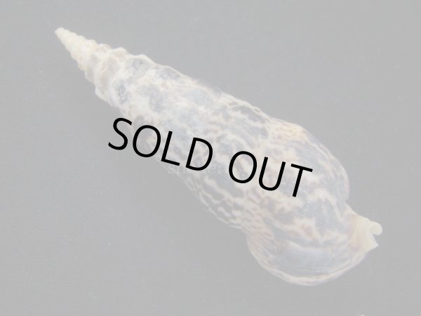 画像2: ゴウシュウツノブエガイ (2)