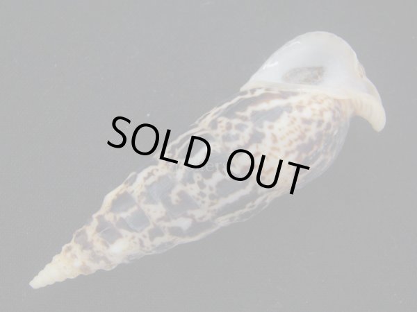 画像3: ゴウシュウツノブエガイ (3)