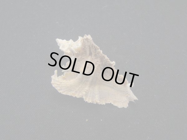 画像2: コドモサギノハヨウラク (2)