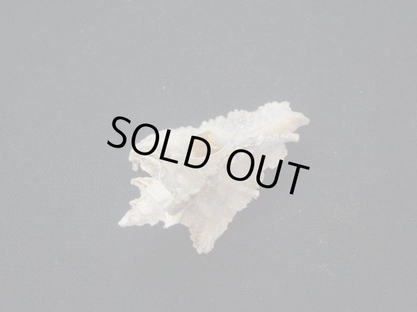 画像3: コドモサギノハヨウラク (3)