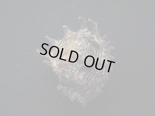 画像2: リュウキュウカタベ (2)