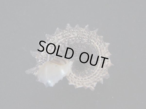 画像3: リュウキュウカタベ (3)