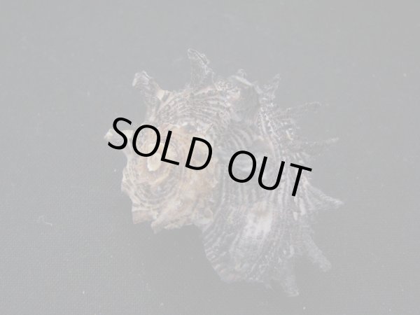 画像2: リュウキュウカタベ (2)