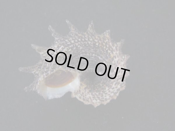 画像3: リュウキュウカタベ (3)